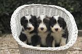 BEARDED COLLIE 476